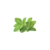 Click & Grow Smart Garden refill Citronmelisse 3 stk