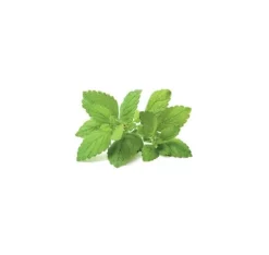 Click & Grow Smart Garden refill Citronmelisse 3 stk