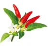 Click & Grow Smart Garden refill Red Hot Chili Pepper 3 stk