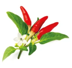 Click & Grow Smart Garden refill Red Hot Chili Pepper 3 stk