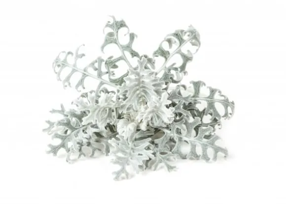 Click & Grow- Smart Garden Refill 3-pak Dusty Miller