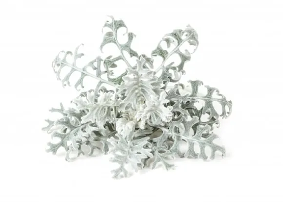 Click & Grow- Smart Garden Refill 3-pak Dusty Miller
