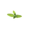 Click & Grow Smart Garden refill Sage 3stk