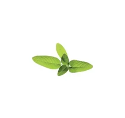 Click & Grow Smart Garden refill Sage 3stk