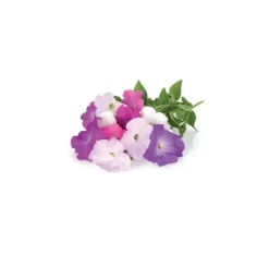 Click & Grow Smart Garden refill Petunia 3stk