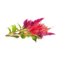 Click & Grow Smart Garden Refill 3-pak hanekam