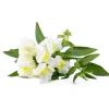 Click & Grow Smart Refill White Snapdragon 3 stk