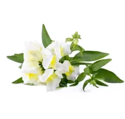 Click & Grow Smart Refill White Snapdragon 3 stk