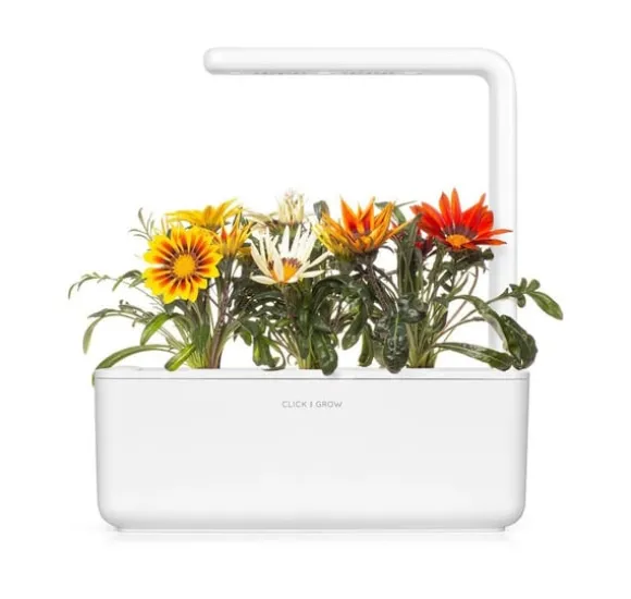 Click & Grow Smart Refill Gasania 3stk