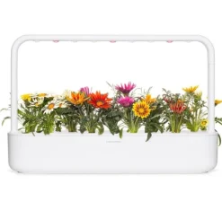 Click & Grow Smart Refill Gasania 3stk