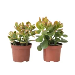Crassula sukkulent - 2 kom. - Crassula ovata 'Sunset' - Højde 15-20cm - ⌀12cm