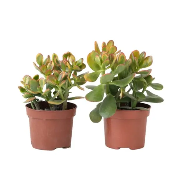 Crassula sukkulent - 2 kom. - Crassula ovata 'Sunset' - Højde 15-20cm - ⌀12cm