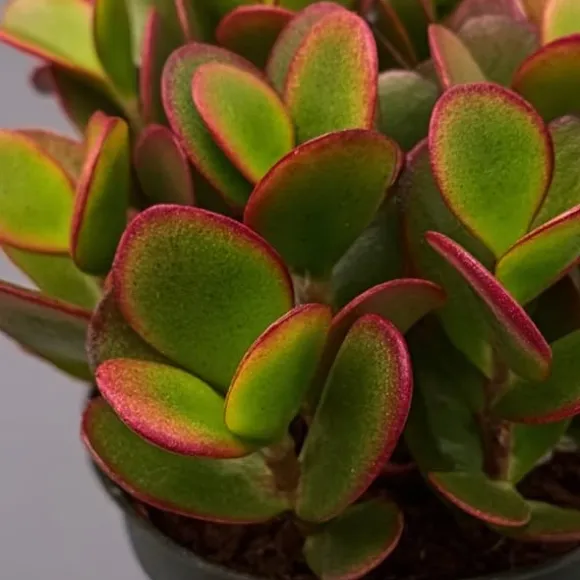 Crassula sukkulent - 2 kom. - Crassula ovata 'Sunset' - Højde 15-20cm - ⌀12cm