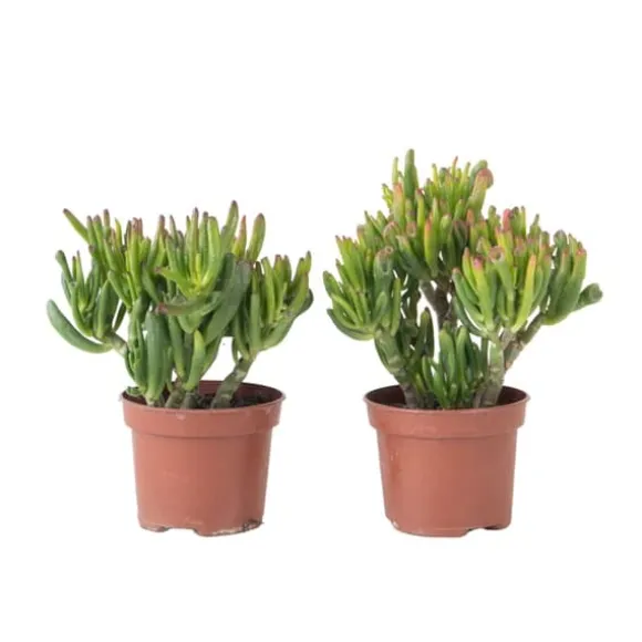Crassula sukkulent - 2 stk. - Crassula ovata 'Hobbit' - Højde 10-20cm - ⌀12cm