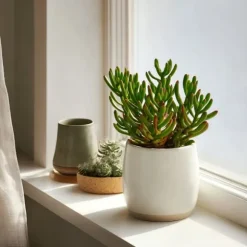 Crassula sukkulent - 2 stk. - Crassula ovata 'Hobbit' - Højde 10-20cm - ⌀12cm