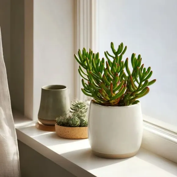Crassula sukkulent - 2 stk. - Crassula ovata 'Hobbit' - Højde 10-20cm - ⌀12cm