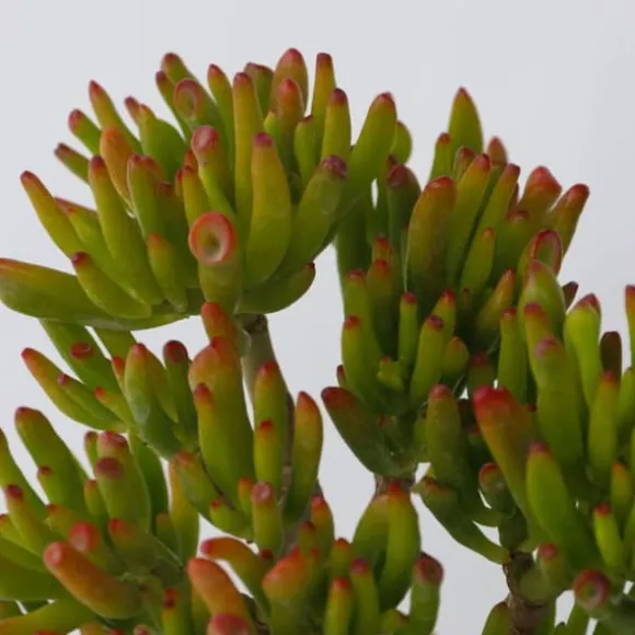 Crassula sukkulent - 2 stk. - Crassula ovata 'Hobbit' - Højde 10-20cm - ⌀12cm