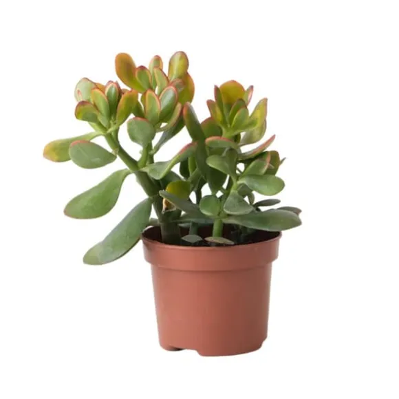 Crassula sukkulent plante - Crassula ovata 'Sunset' - Højde 15-20cm - ⌀12cm