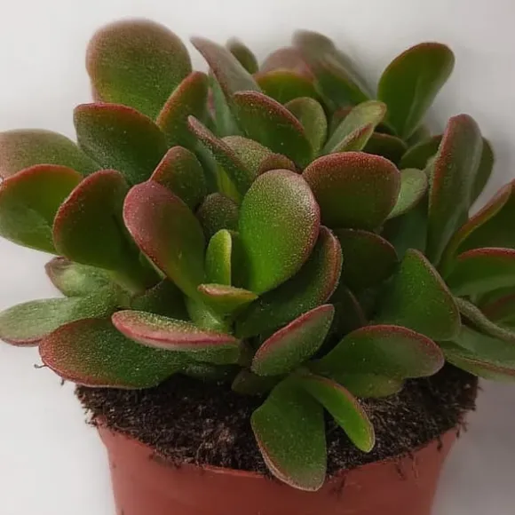 Crassula sukkulent plante - Crassula ovata 'Sunset' - Højde 15-20cm - ⌀12cm