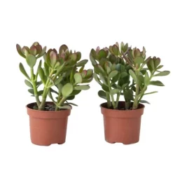 Crassula sukkulent plante - 2 stk. - Crassula ovata - Højde 15-25cm - ø12cm