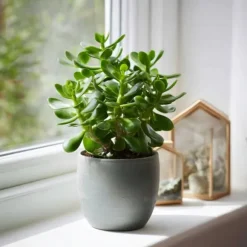 Crassula sukkulent plante - 2 stk. - Crassula ovata - Højde 15-25cm - ø12cm