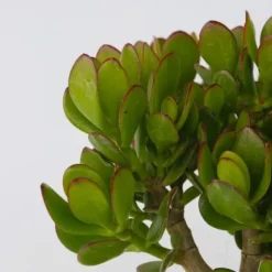 Crassula sukkulent plante - 2 stk. - Crassula ovata - Højde 15-25cm - ø12cm