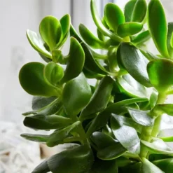 Crassula sukkulent plante - 2 stk. - Crassula ovata - Højde 15-25cm - ø12cm