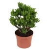 Crassula sukkulent plante - Crassula ovata 'Hobbit' - Højde 45-50cm - ⌀23cm
