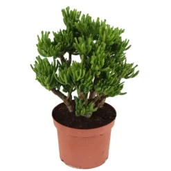Crassula sukkulent plante - Crassula ovata 'Hobbit' - Højde 45-50cm - ⌀23cm