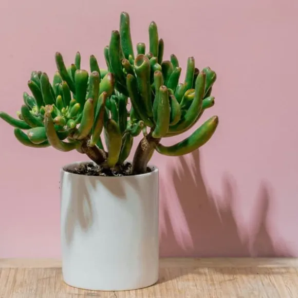 Crassula sukkulent plante - Crassula ovata 'Hobbit' - Højde 45-50cm - ⌀23cm