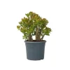 Crassula sukkulent plante - Crassula ovata 'Sunset' - Højde 55-60cm - ⌀30cm