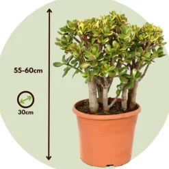 Crassula sukkulent plante - Crassula ovata 'Sunset' - Højde 55-60cm - ⌀30cm