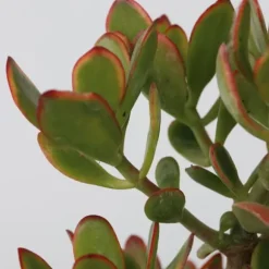 Crassula sukkulent plante - Crassula ovata 'Sunset' - Højde 55-60cm - ⌀30cm