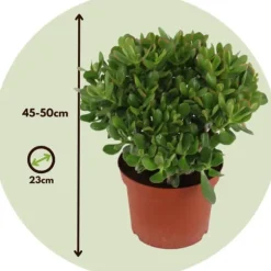 Crassula sukkulent plante - Crassula ovata 'Minor' - Højde 45-50cm - ⌀23cm