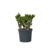 Crassula sukkulent plante - Crassula ovata 'Hobbit' - Højde 55-60cm - ⌀30cm