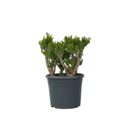 Crassula sukkulent plante - Crassula ovata 'Hobbit' - Højde 55-60cm - ⌀30cm