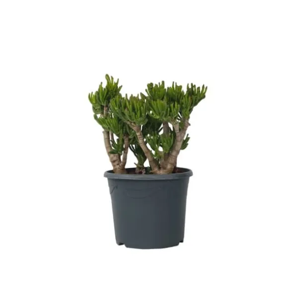 Crassula sukkulent plante - Crassula ovata 'Hobbit' - Højde 55-60cm - ⌀30cm