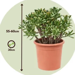 Crassula sukkulent plante - Crassula ovata 'Hobbit' - Højde 55-60cm - ⌀30cm