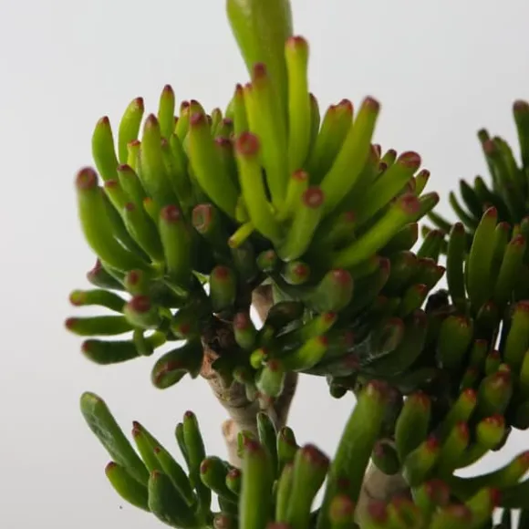 Crassula sukkulent plante - Crassula ovata 'Hobbit' - Højde 55-60cm - ⌀30cm