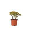 Crassula sukkulent plante - Crassula ovata 'Sunset' - Højde 30-35cm - ⌀17cm