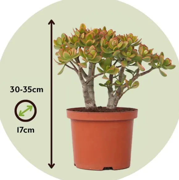 Crassula sukkulent plante - Crassula ovata 'Sunset' - Højde 30-35cm - ⌀17cm