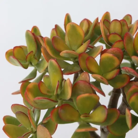 Crassula sukkulent plante - Crassula ovata 'Sunset' - Højde 30-35cm - ⌀17cm