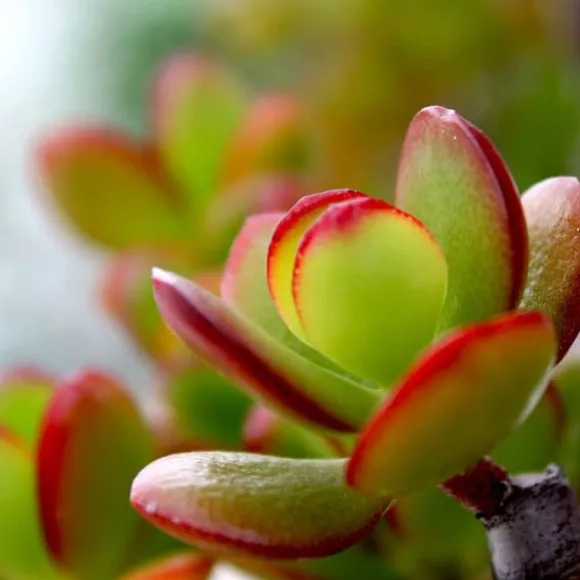 Crassula sukkulent plante - Crassula ovata 'Sunset' - Højde 30-35cm - ⌀17cm