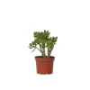 Crassula sukkulent plante - Crassula ovata 'Minor' - Højde 30-35cm - ⌀17cm