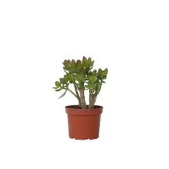Crassula sukkulent plante - Crassula ovata 'Minor' - Højde 30-35cm - ⌀17cm