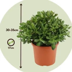 Crassula sukkulent plante - Crassula ovata 'Minor' - Højde 30-35cm - ⌀17cm