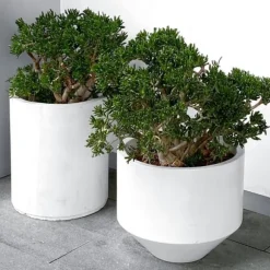 Crassula sukkulent plante - Crassula ovata 'Minor' - Højde 30-35cm - ⌀17cm