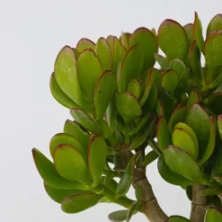 Crassula sukkulent plante - Crassula ovata 'Minor' - Højde 30-35cm - ⌀17cm