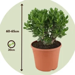 Crassula sukkulent plante - Crassula ovata 'Minor' - Højde 60-65cm - ⌀30cm