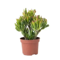 Crassula sukkulent plante - Crassula ovata 'Hobbit' - Højde 10-20cm - ⌀12cm